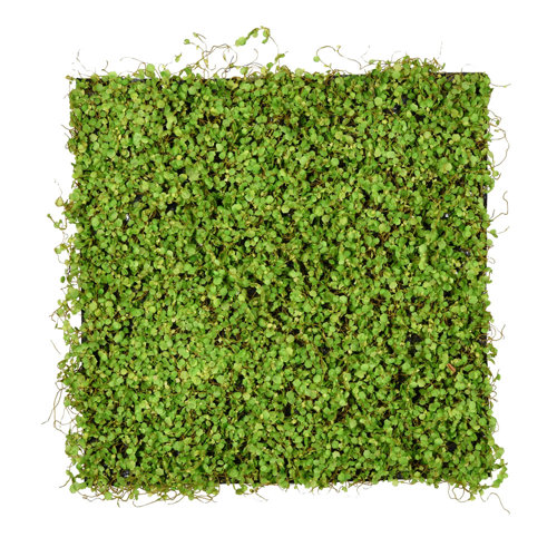 Primrue 20" x 20" Artificial Grass Turf Panel Wayfair